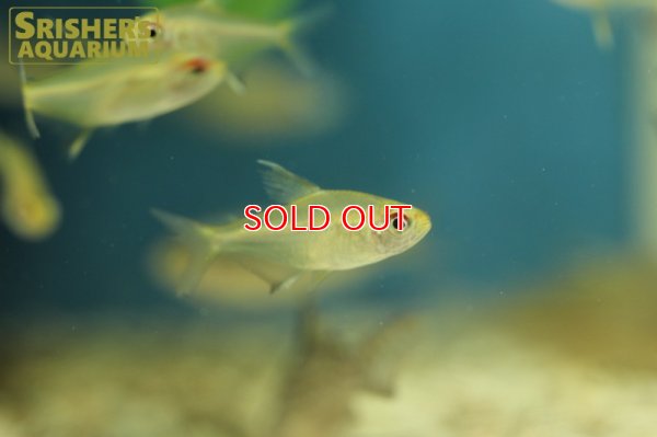 画像3: スーパーレモンテトラ（タパジョス）