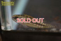 アピストグラマ イエローミウア WILD (ペア)