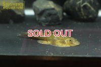 シノガストミゾン　スーチュアエンシス