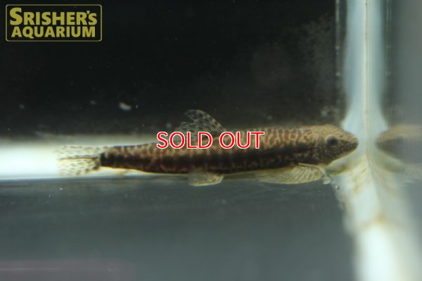 画像3: ファイヤードットリザードフィッシュ