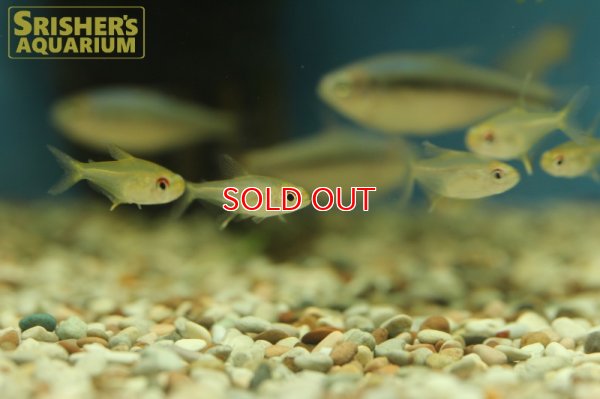 画像4: スーパーレモンテトラ（タパジョス）