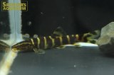 シニボティア　プルクラ