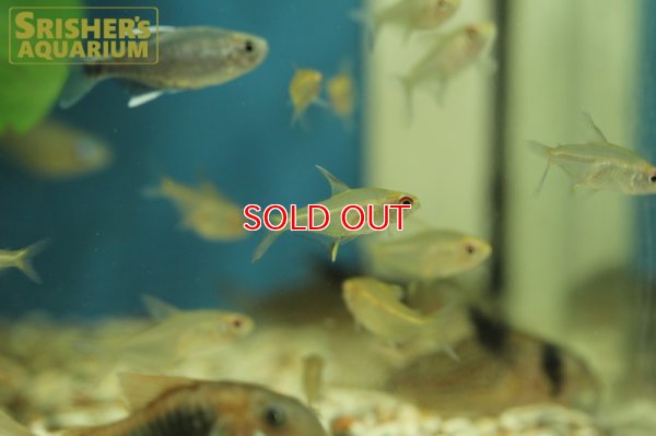 画像5: スーパーレモンテトラ（タパジョス）