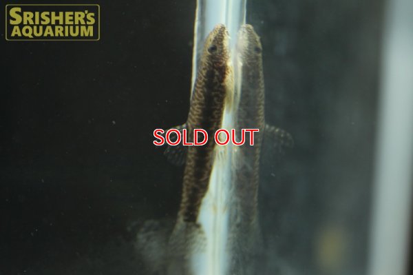 画像4: ファイヤードットリザードフィッシュ