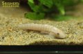 シュードガストロミゾン　チャンティンゲンシス