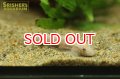 シュードガストロミゾン　チャンティンゲンシス