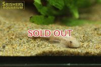 シュードガストロミゾン　チャンティンゲンシス