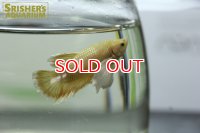 ベタ　ハーフムーンプラガットダンボ　イエローホワイト　オス
