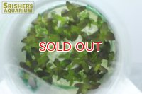 水草 バコパ　サルツマニー　パープル SG GROWOW　