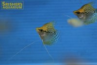 ゴールデンバルーンパールグラミー　