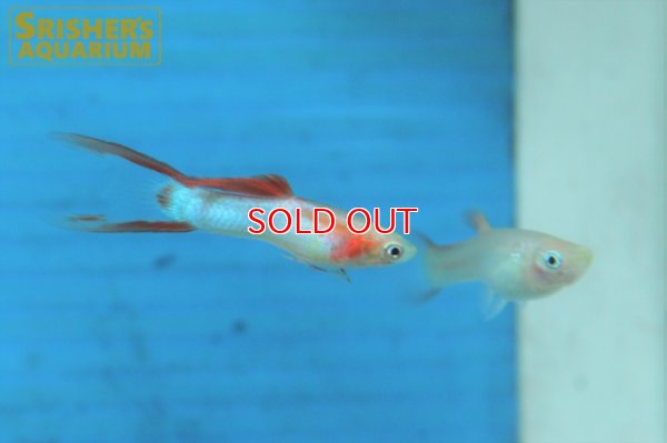 画像6: エンドラーズ　JBゴールデンダブルソード（メス）