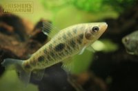 レポリヌス　ステイヤーマーキ