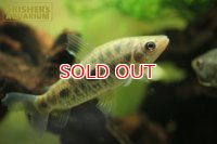 レポリヌス　ステイヤーマーキ