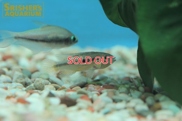 画像5: アピストグラマ アガシジー トロンベタス WILD (ペア)