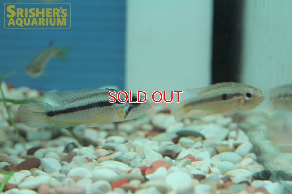 画像6: アピストグラマ アガシジー トロンベタス WILD (ペア)