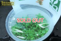 水草 ロタラ ロトンジフォリア セイロン GROWOW