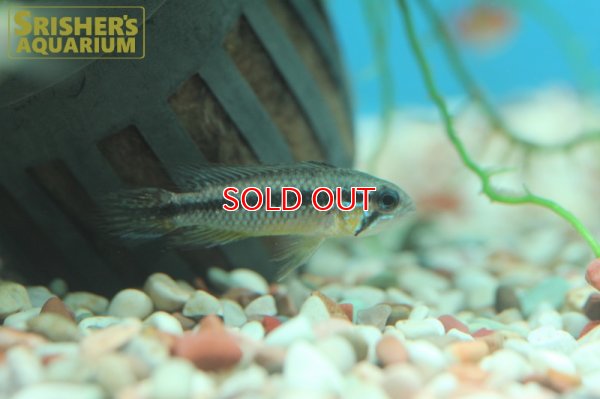 画像3: アピストグラマ アガシジー トロンベタス WILD (ペア)