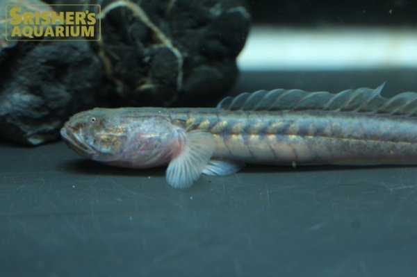 画像2: ドラゴンフィッシュ