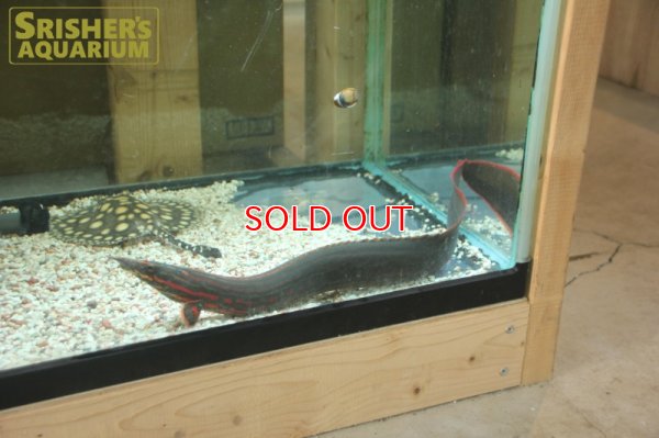 画像3: ファイヤースパイニーイール（４５ｃｍ）　