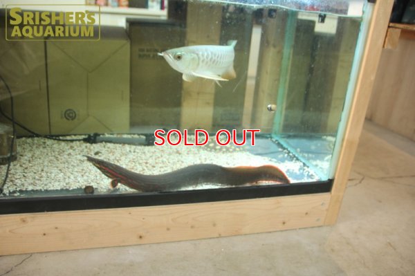 画像4: ファイヤースパイニーイール（４５ｃｍ）　