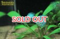 国産フルメタルブルーグラスグッピー（ペア）