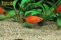 レッドミッキーマウスプラティ