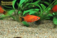レッドミッキーマウスプラティ