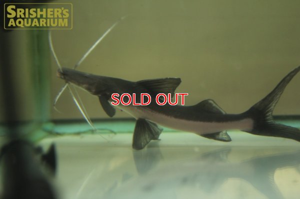 画像6: ゴスリニア