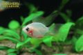 ゴールデンバルーンゴーストラミレジ ロングフィン