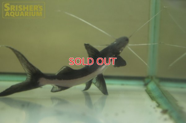 画像3: ゴスリニア