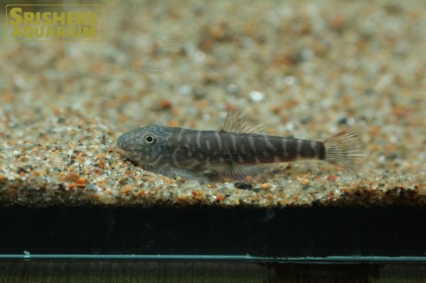 画像1: チャイニーズゼブラヒルストリームローチ