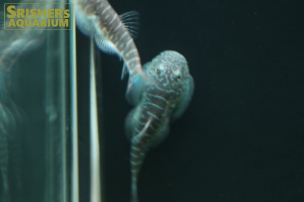 画像2: チャイニーズゼブラヒルストリームローチ