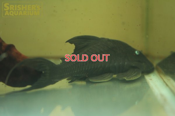 画像3: ブルーアイプレコ