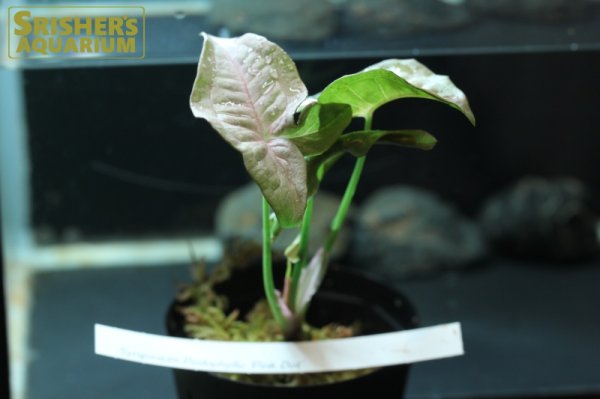 画像2: 観葉植物　シンゴニウムSP 'ピンクドット' n-1