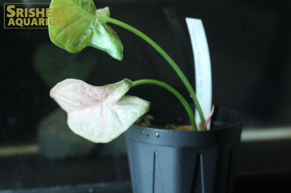 画像2: 観葉植物　シンゴニウムSP 'ピンクドット' n-2