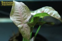 観葉植物　シンゴニウムSP 'ピンクドット' n-1