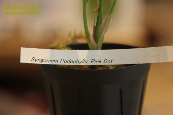 画像3: 観葉植物　シンゴニウムSP 'ピンクドット' n-1