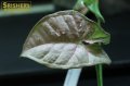 観葉植物　シンゴニウムSP 'ピンクドット' n-2