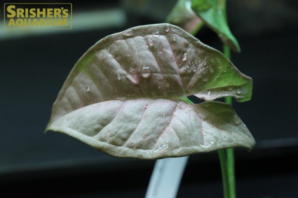 画像1: 観葉植物　シンゴニウムSP 'ピンクドット' n-2