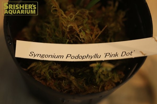 画像3: 観葉植物　シンゴニウムSP 'ピンクドット' n-2