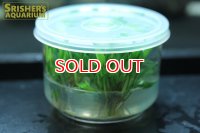 水草 クリプトコリネ ウェンティ グリーンゲッコー TCカップ