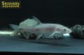 パーチカープ（中国）