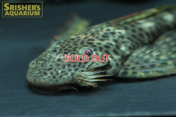 画像6: ブラックスポットバットマンプレコ