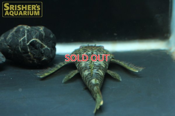 画像4: ブラックスポットバットマンプレコ