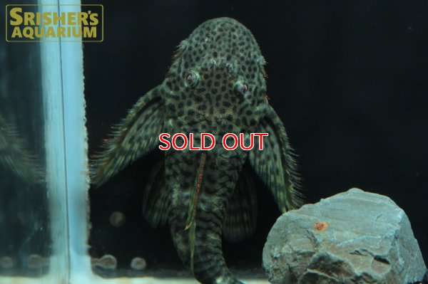 画像5: ブラックスポットバットマンプレコ