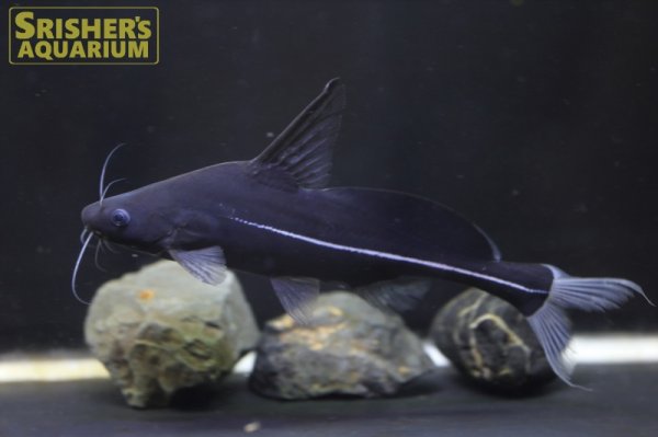 画像2: ブラックランサー