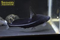 ブラックランサー