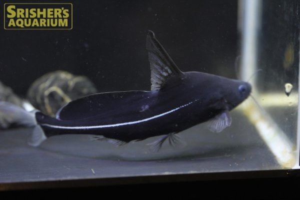 画像1: ブラックランサー