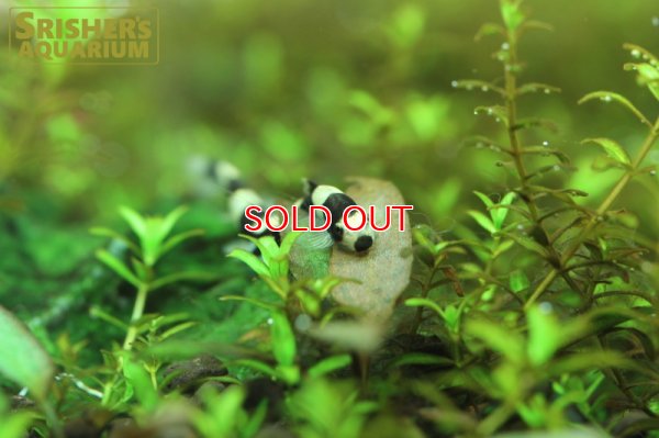 画像5: パンダシャークローチ