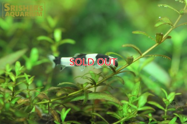 画像4: パンダシャークローチ